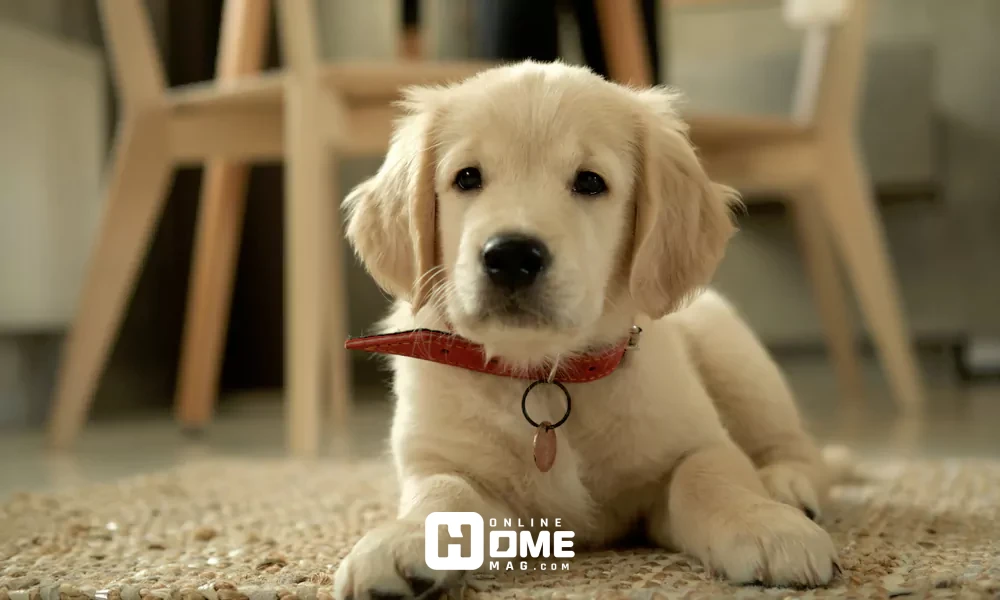 What Causes Pet Stains and Why They Can Be Tough to Remove